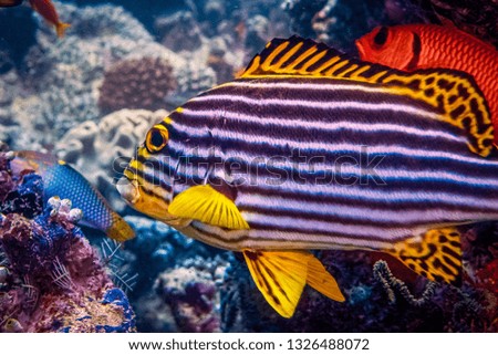 Oriental Sweetlips fish (Plectorhinchus vittatus). A fish with yellow head, fins and tail and wide stripes among the body