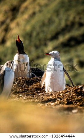Really rare picture of a white Gentoo Penguin in South Georgia - Albino Penguin
