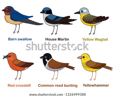 Cute bird vector illustration set, Swallow, Martin, Wagtail, Crossbill, Reed bunting, Yellowhammer, Colorful European bird cartoon collection
