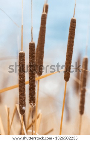 Bulrushes or cattails on a blurry background