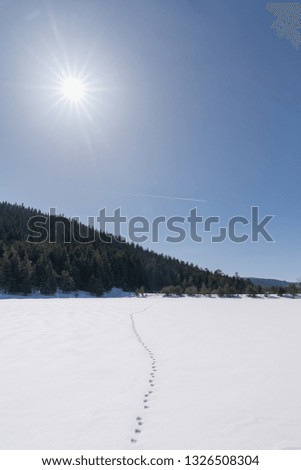 dog footprint on a frozen lake