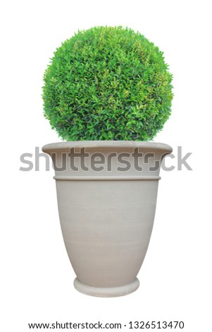 Circle dome shape topiary tree with large Roman style terracotta pot isolated on white background for Japanese and English design garden