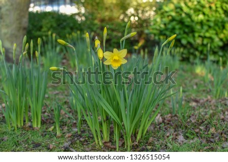 Beautiful yellow Daffodils blooming in the park background bokeh and blurred natural green tree. Concept Daffodils in the early Spring season.