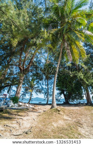 Coconut tree at the beach