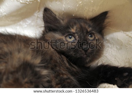angry frightened black and red kitten