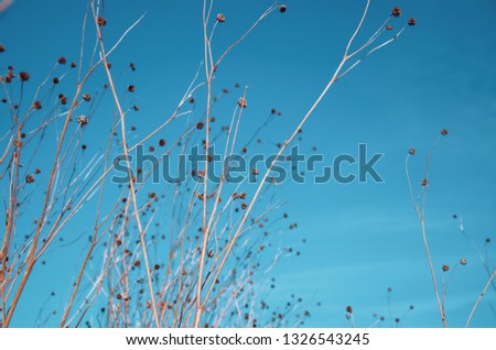 Dried flowers, heads, against background of blue sky. Nature, autumn, spring. New life, seeds.