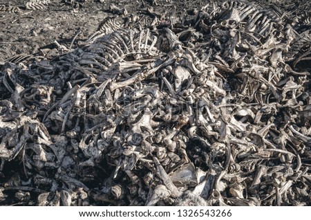 Bones of cows dumped in large pile at a landfill. Disrespect, deadly business, eating meat