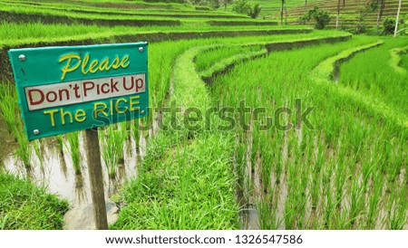 Jatiluwih rice terrace with sunny day and green jungles in Ubud, Bali