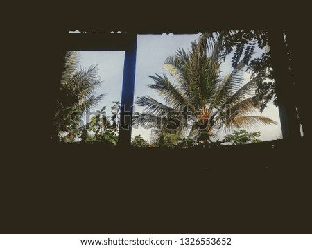 Coconut Tree Through Dark Window
