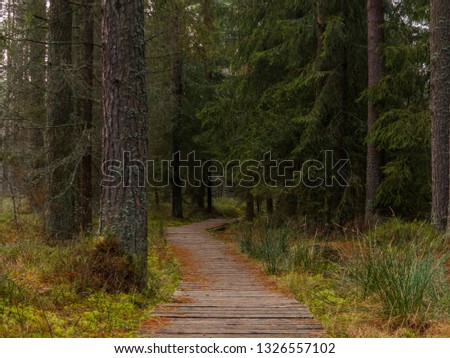 wooden skate road in a pine forest