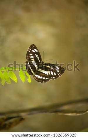 Common Sergeant (Athyma perius) Backlight Beautiful Butterfly Royalty-Free Stock Photo #1326559325