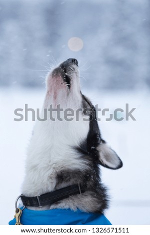 A beautiful portrait of a sled dog, alsakan husky during the sled dog race in Norway. Closeup of a happy sled pulling dog.