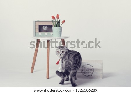 scottish fold silver tabby, in a minimalist retro environment, is looking back to you