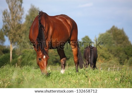 Bay horse eating grass at the grazing in summer