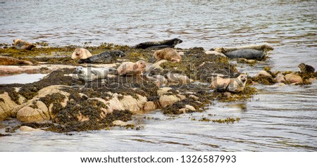 Seals Rookery on the Islands of the Inner Hebrides (Scotland)