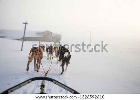 A beautiful six dog teem pulling a sled. Picture taken from sitting in the sled perspective. FUn, healthy winter sport in north. Beautiful, foggy winter morning.