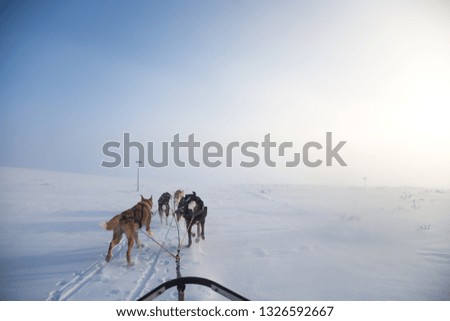 A beautiful six dog teem pulling a sled. Picture taken from sitting in the sled perspective. FUn, healthy winter sport in north. Beautiful, foggy winter morning.