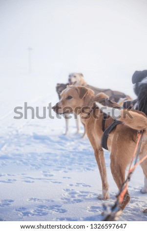 A beautiful six dog team pulling a sled in beautiful Norway morning scenery. Winter sports for dog lovers. Sunny, foggy morning.