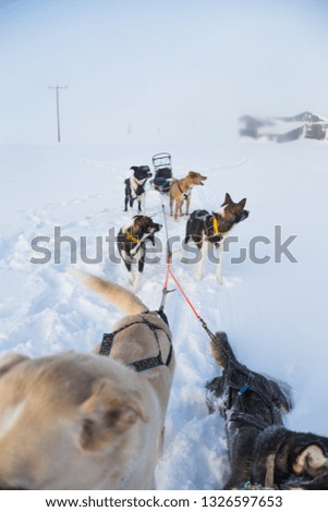 A beautiful six dog team pulling a sled in beautiful Norway morning scenery. Winter sports for dog lovers. Sunny, foggy morning.