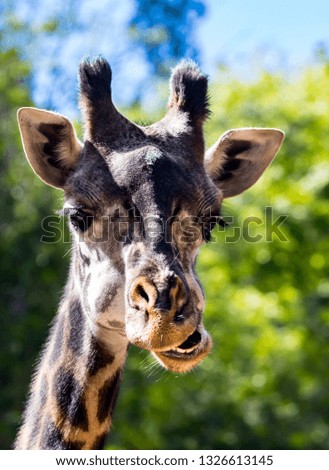 A close up front view of the face of a giraffe chewing food at the zoo against a blurred background.