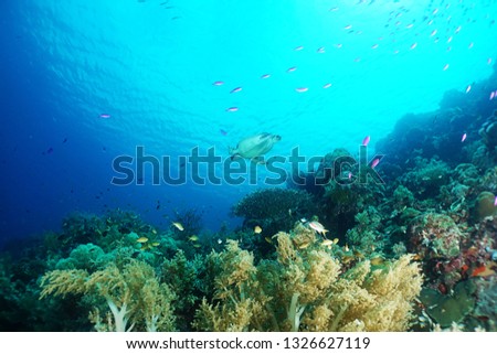  cebu underwater turtle                            