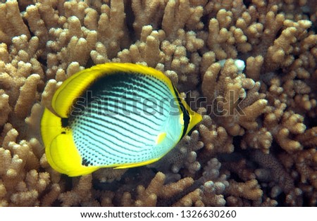 Tropical fish in coral reef