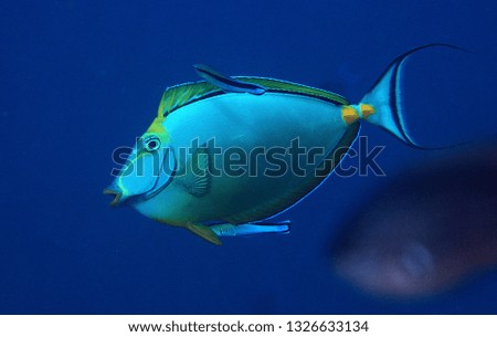 Tropical fish in a blue background