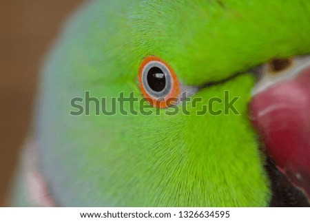 Close up of the eye of a green parrot.
