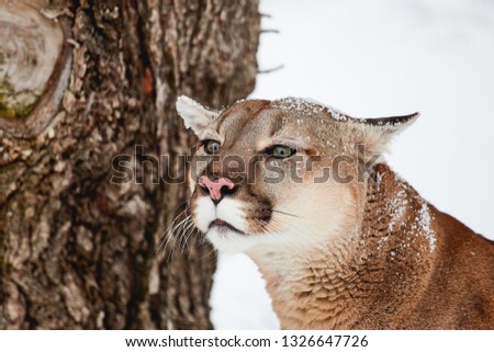 Portrait mountain lion, puma, cougar on the white background wildlife