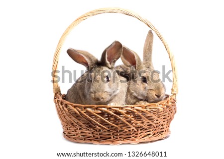 two gray fluffy bunnies in a basket, isolate, Easter bunny in a basket