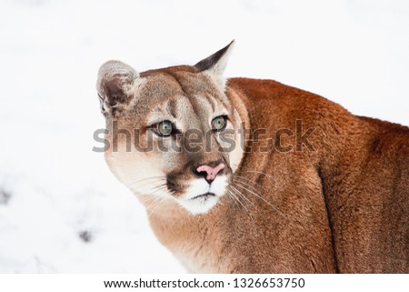 Portrait mountain lion, puma, cougar on the white background wildlife