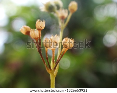 small flowers from weed plants