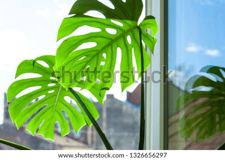 Different green leaves on a sky background. Palette of green and tropical leaves monstera near the open window.