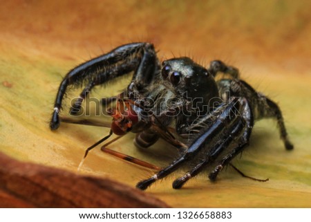 Hyllus Spider eat Prey