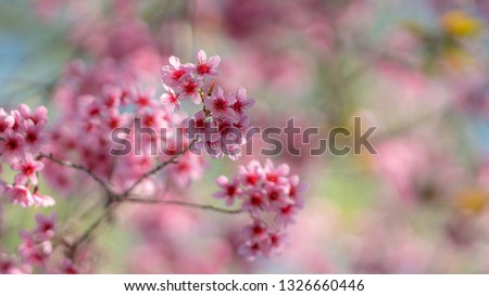 Pink Flower Blurred Background