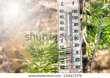 Thermometer shows low temperatures in fahrenheit or celsius with pretty green  colors of coniferous tree in spring with sun light.