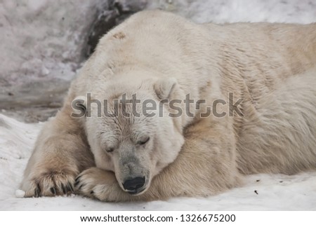 Sleeps well, a huge beast a mountain of muscles. Powerful predator polar bear lies in the snow, close-up