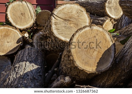 Log of a cut circular trunk, where the tree annual growth rings can be seen. Untidy stack of firewood. Ivy leaves attached to the bark of the tree.