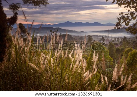 Beautiful scenery of misty mountain with reed grass at dusk time