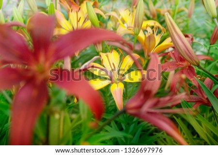 Tiger lilies on the background of garden greenery