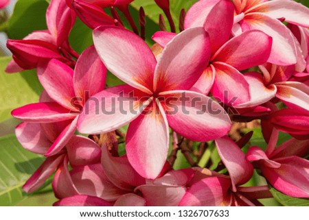 The beautiful Plumeria or Frangipani flower close up background. 