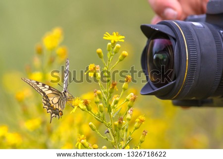 Beautiful Swallowtail butterfly on yellow flower photographed by wildlife photographer from short distance Royalty-Free Stock Photo #1326718622