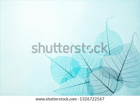 transparent leaves on a blue color background Royalty-Free Stock Photo #1326722567