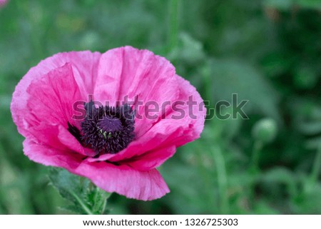 Fresh beautiful pink poppies on green field. Bright blurred background. Floral background. Shallow depth of field.