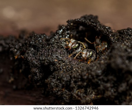 Close up picture of Stingless bee at entrance of their hive nature macro background