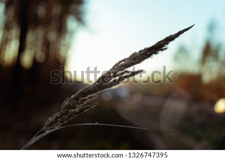 Silhouette of the autumn spikelet against the sunset