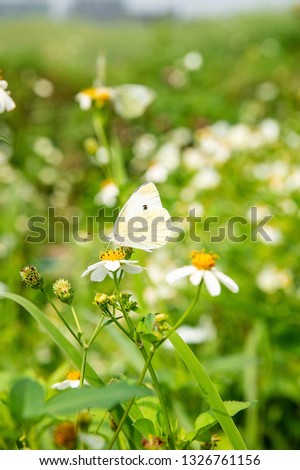 Spring blossom flower cabbage butterfly
