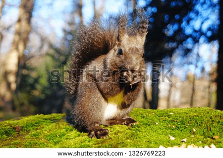 Squirrel with fluffy black fur eating nuts on hemp on a sunny spring day