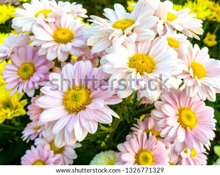 Photo of sweet pastel-pink and yellow blooming chrysanthemums, morifoliums in flowers park.