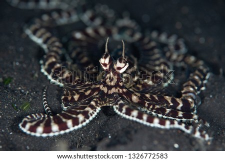 A Mimic octopus, Thaumoctopus mimicus, crawls across the black sand seafloor of Lembeh Strait, Indonesia. This rare cephalopod can mimic the behavior and shape of other marine creatures